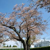 花のある暮らし,タニラー,多肉女子,茨城タニラー,さくら 桜 サクラの画像