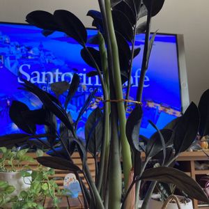 ザミオクルカス  レイヴン,観葉植物,サトイモ 科,ザミオクルカス属,部屋の画像