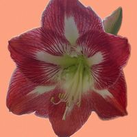 アマリリス,ボケ,アカメガシワ,キヌサヤの花,野菜の花の画像