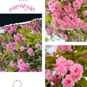 八重桜,フレンチラベンダー,芍薬,ヒューケラ キャラメル,ハオルチアオブツーサの画像
