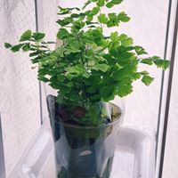 ドラセナ,わが家の観葉植物❢,アジアンタム♡,観葉植物のある暮らし,リビング・ダイニングの画像