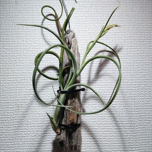 チランジア,インターメディア,観葉植物,チランジア属の画像
