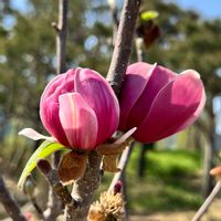 モクレン,モクレン,シモクレン(紫木蓮),花のある暮らし,早春の花の画像