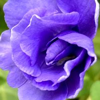 ニチニチソウ,グランドカバー,紫の花,癒し,かわいい♡の画像