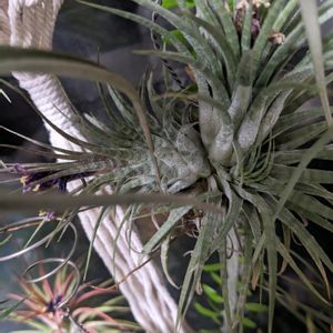 チランジア,観葉植物,エアープランツ/チランジア,窓辺の画像