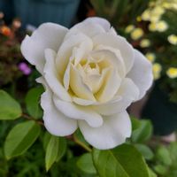 バラを楽しむ,咲いてくれてありがとう❤,アイスバーグ！,おうち園芸,小さな庭の画像
