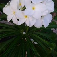 プルメリア,プルメリアプディカ,白い花,パラオのプルメリアの画像