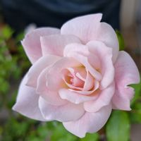 バラを楽しむ,咲いてくれてありがとう❤,バラ ブラッシングアイスバーグ,おうち園芸,小さな庭の画像