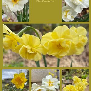 スイセン,球根植物,ナチュラルガーデン,春のお花,春の庭の画像