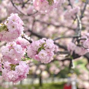 さくら サクラ 桜,緑のある暮らし,暮らしを楽しむ,兼六園,ナチュラルスタイルの画像
