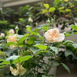 デプレア フルール ジョーヌ,ナチュラルガーデン,可愛い,バラ 鉢植え,つるバラの画像