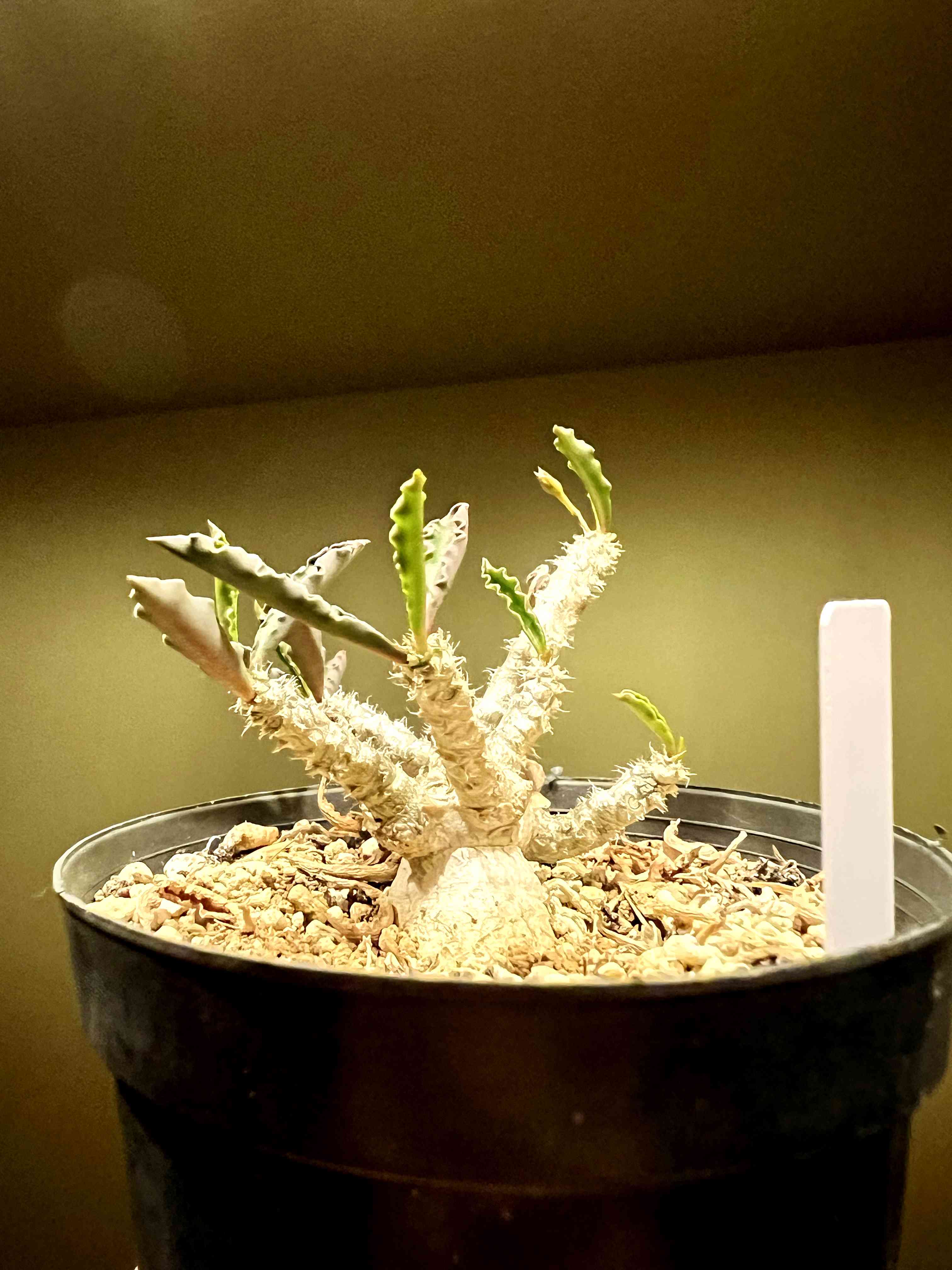 ユーフォルビア カプサインテマリエンシスの一覧|🍀GreenSnap ユーフォルビア カプサインテマリエンシスの一覧|🍀GreenSnap
