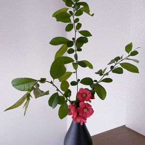 ボケ,木瓜(ぼけ),iPhone撮影,挿し花,階段/廊下の画像