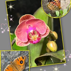 ミニ胡蝶蘭,ツマグロヒョウモン,タテハモドキ,花のある暮らし,多様性を愛する会の画像