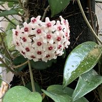 ホヤ・カルノーサ,サクララン,白い花,花のある暮らし,熱帯植物の画像
