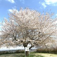 ドウダンツツジ,しだれ桜,さくら サクラ 桜,花のある暮らしの画像