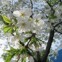 メラレウカ,メラレウカ  ブラックティーツリー,オオシマザクラ(大島桜）,寄り道散歩の画像