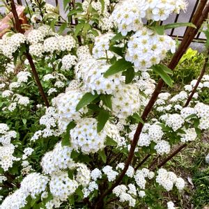 小手毬(コデマリ),我が家の花壇,繋がりに感謝✨,白い水曜日♡,花咲く乙女たち♡の画像