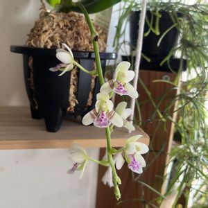 ナゴラン,名護蘭,Phal.japonica,洋蘭,ラン科の画像