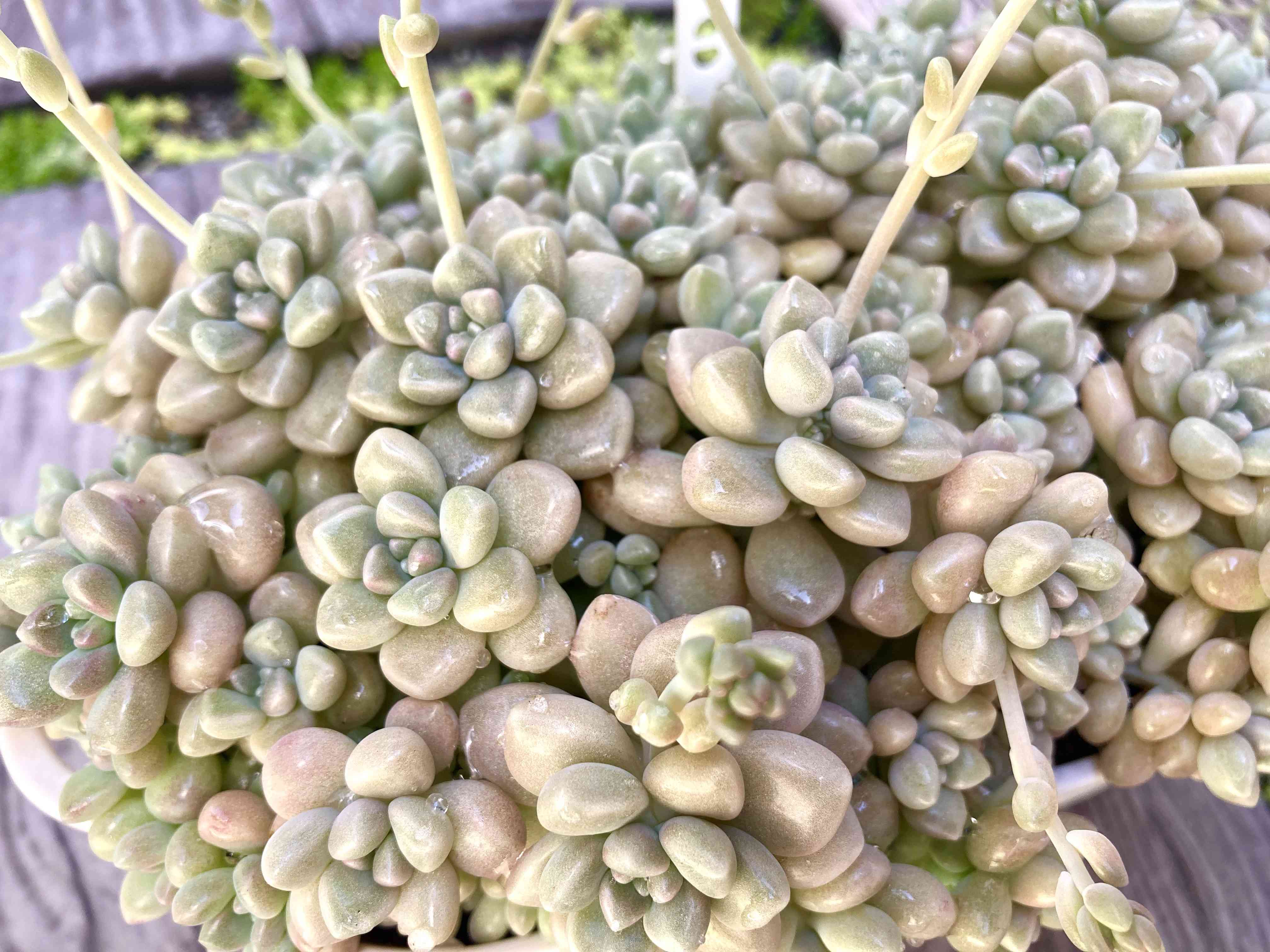 多肉植物の投稿画像 by はなずきんさん｜だるま姫秋麗と