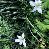 オーニソガラム,球根植物,可憐,白い花の画像