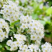 コデマリ,白い小花,バラ科,花咲く乙女たち♡,愛の花♡の画像