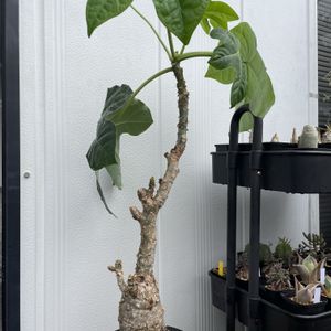 サンゴアブラギリ,珊瑚油桐,ヤトロファ・ポタグリカ,ヤトロファ　ポダグリカ,塊根植物の画像