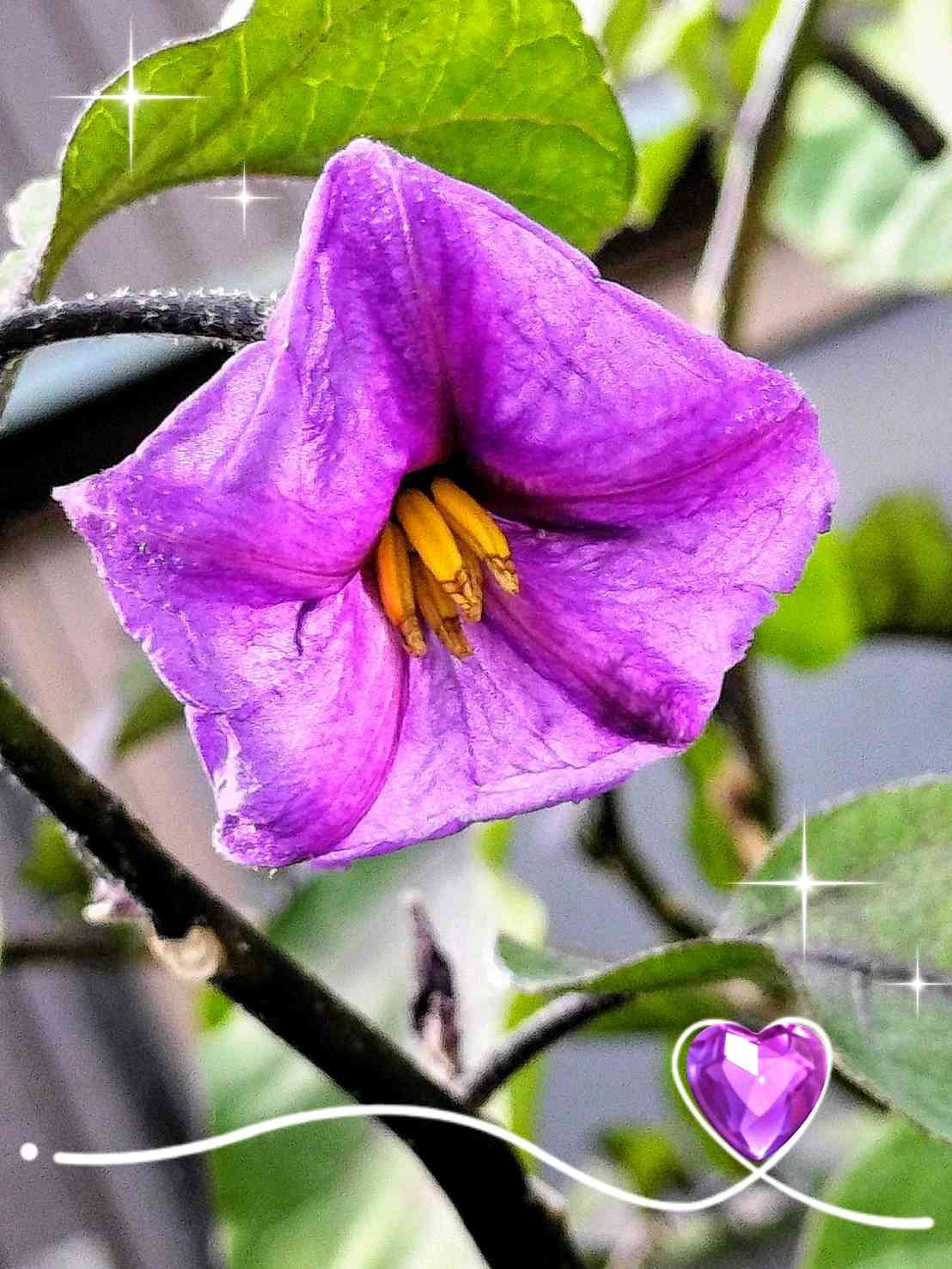 イヌホウズキの投稿画像 by ヒロンさん｜イヌホウズキとイヌホウズキと