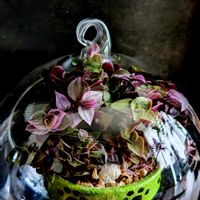 カリシア ロザート,桃色カリシア ロザート,観葉植物,テラリウム,繋がりに感謝の画像