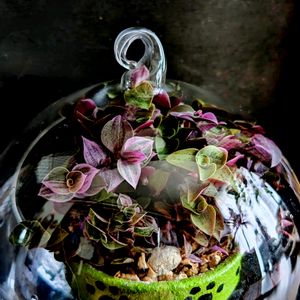 カリシア ロザート,桃色カリシア ロザート,観葉植物,テラリウム,繋がりに感謝の画像