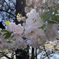 キクザキイチゲ,サクラ,ブーゲンビリア,桃源郷,八重桜の画像