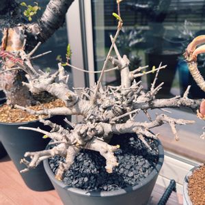 ボスウェリア・ネグレクタ,塊根植物とか,成長記録,植木鉢,記録の画像