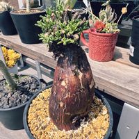 メストクレマ ツベローサム,塊根植物とか,成長記録,植木鉢,記録の画像