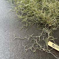 チランジア属,インテリアグリーン,植物のある暮らし,植中毒,エアープランツ/チランジアの画像