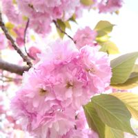 コデマリ,サクラ,八重桜,八重桜,開花の画像