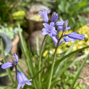 シェードガーデン,放置栽培,青い花マニア,ずぼらガーデナー,小さな庭の画像
