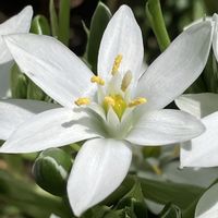 オーニソガラム,白い花,自然って美しいの画像
