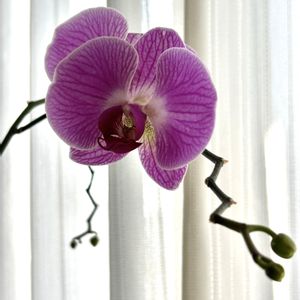 胡蝶蘭,ミディ胡蝶蘭,観葉植物,ミディ胡蝶蘭モニター,窓辺の画像
