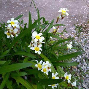 ハゴロモジャスミン,ヤエヤマブキ,スイセンアヤメ  スパラキシス,季節の花,お隣の庭の画像