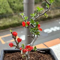 長寿梅(ボケ),赤い花,可愛い,ミニ盆栽,咲いた！の画像