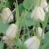 バイモ,バイモユリ,バイモユリ,アミガサユリ,山の遅い春の画像