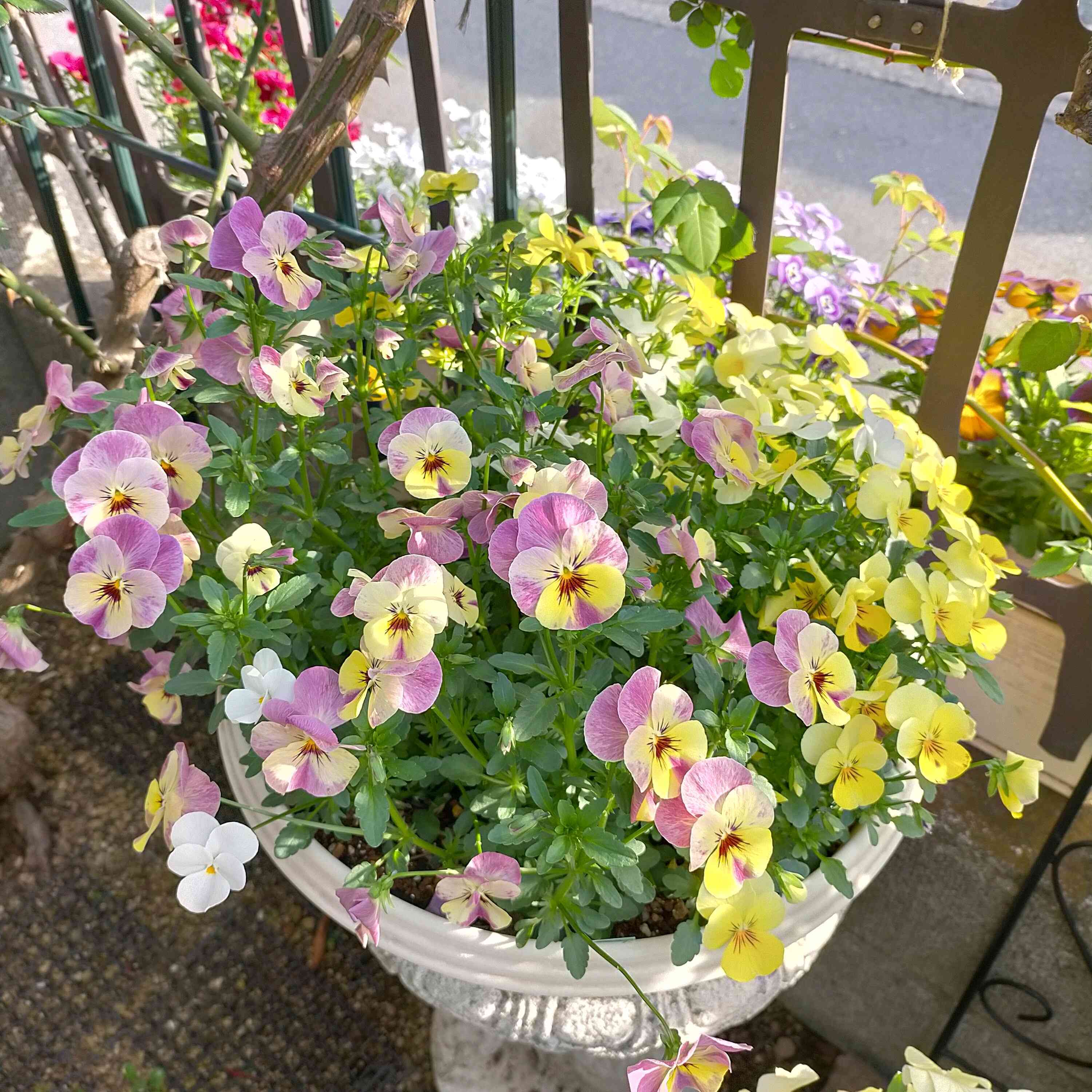 パンジーの投稿画像 by かぷりんさん｜ビオラと種からと種まきと自家