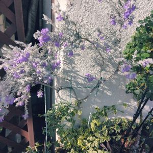 エレモフィラニベア,✨今日のお花✨,寄せ植え,可憐,嬉しいなの画像