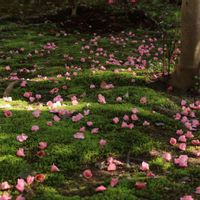 ツバキ,ミラーレス一眼,霊鑑寺,そうだ京都、行こう,椿の寺の画像