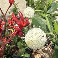 草花,カンガルーポー,アニゴザントス,トールライスフラワー,オーストラリアの画像