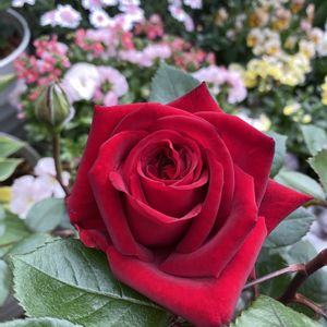 バラ,薔薇,イングリッドバーグマン   ,ガーデニング,roseの画像