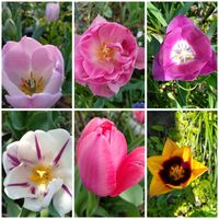 チューリップ,フェリシア,フェリシア（種から育てるタイプ）,球根植物,庭の花の画像