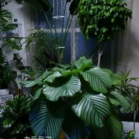 オルビフォリア,観葉植物,部屋の画像