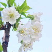 サクランボ,サクランボ,佐藤錦,鉢植え,果物の画像