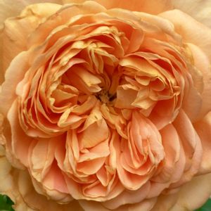 バラ,薔薇　ラベルポー,ビタミンカラー,河本ローズ,花のある暮らしの画像